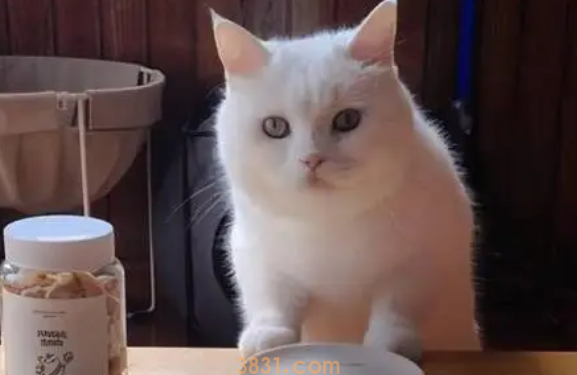 猫不吃不喝怎么办?(图2)