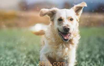 给狗狗“洗脚”的正确方法?(图1)