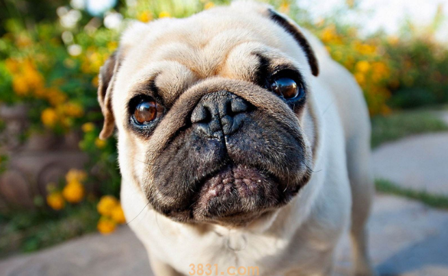 给狗狗“洗脚”的正确方法?(图2)