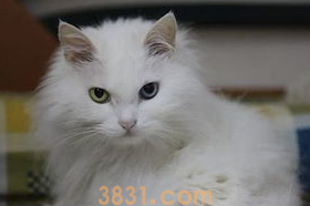 猫得了猫癣怎么办?猫得了猫癣怎么办治疗?(图1)