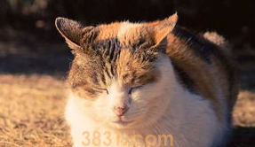 猫得了猫癣怎么办?猫得了猫癣怎么办治疗?(图2)