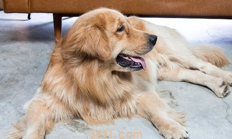 防止冬天给狗狗梳毛带有静电的5种方法是什么?来看看吧(图1)