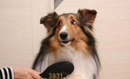 防止冬天给狗狗梳毛带有静电的5种方法是什么?来看看吧(图2)