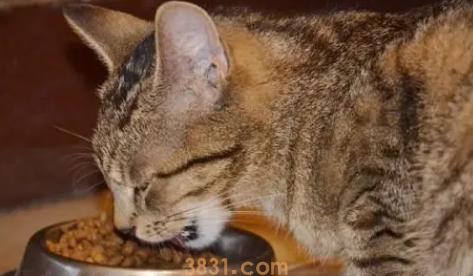 猫吃辣椒油怎么办?(图1)