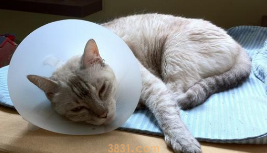 猫得了猫瘟怎么办?(图1)