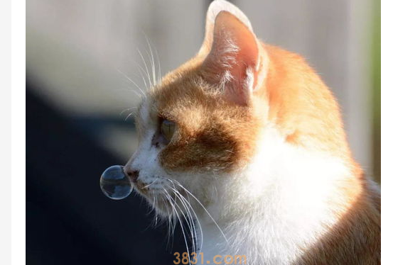 猫流黄鼻涕怎么办?猫流黄鼻涕怎么办用什么药?(图1)