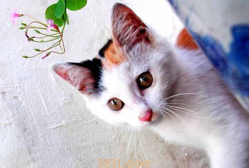 猫流黄鼻涕怎么办?猫流黄鼻涕怎么办用什么药?(图2)