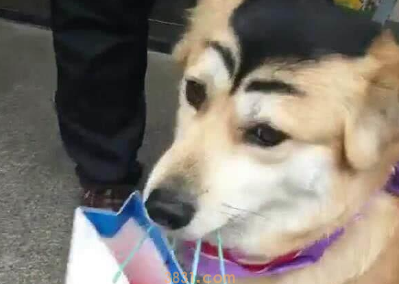 看看别人都是如何给狗狗化妆的这样美美哒你造么?(图2)