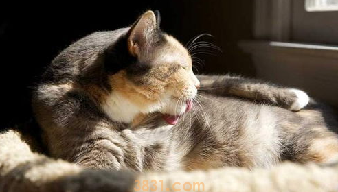 猫毛过敏怎么办?突然猫毛过敏怎么办?(图1)