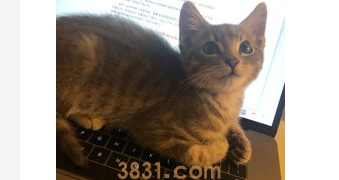 猫毛过敏怎么办?突然猫毛过敏怎么办?(图2)