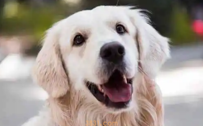 新手饲养宠物给狗狗美容几种错误的做法~(图1)