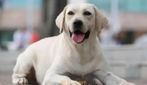 新手饲养宠物给狗狗美容几种错误的做法~(图2)