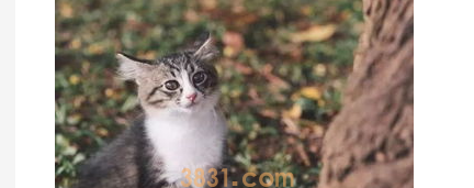 猫换毛季节怎么办?宠物猫换毛季节?(图2)