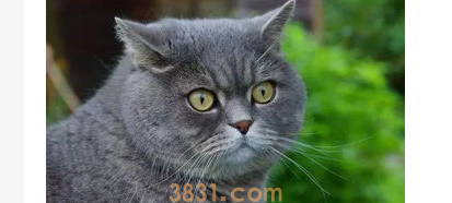 猫换毛季节怎么办?宠物猫换毛季节?(图1)