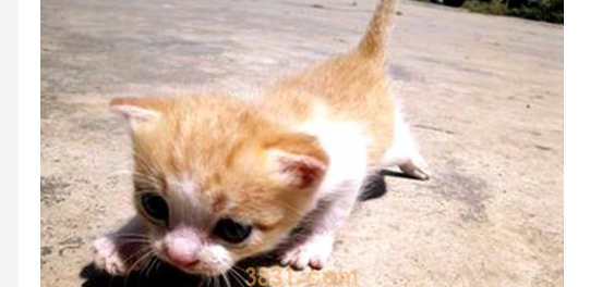 猫咪乱拉屎怎么办?猫拉不出来屎咋办?(图1)