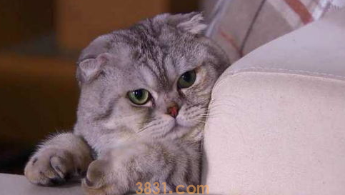 猫咪乱拉屎怎么办?猫拉不出来屎咋办?(图2)