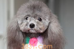 狗狗拥有整洁的仪表,更加乖萌惹人喜爱!(图1)