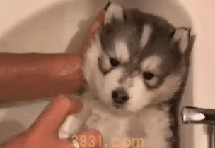 狗狗拥有整洁的仪表,更加乖萌惹人喜爱!(图2)