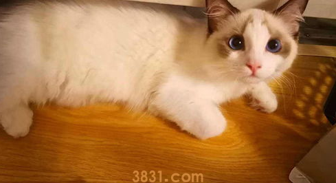 猫咪拉水便怎么办?(图1)