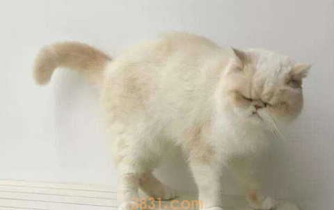 猫咪拉水便怎么办?(图2)