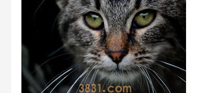 猫咪鼻子干怎么办?猫咪鼻子干干的是不是生病了?(图1)