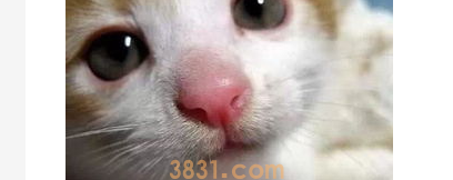 猫咪鼻子干怎么办?猫咪鼻子干干的是不是生病了?(图2)