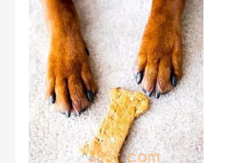 狗狗定期剪指甲的好处?(图2)