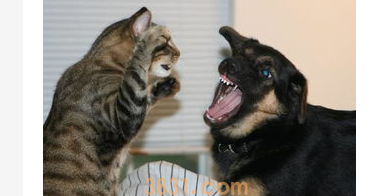 猫和狗打架怎么办?猫和狗打架咋办?(图1)