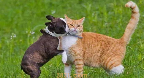 猫和狗打架怎么办?猫和狗打架咋办?(图2)