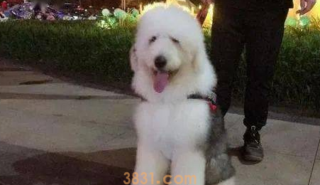 从源头解决狗狗体味重的方法是什么?来看看吧(图1)