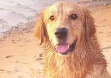 从源头解决狗狗体味重的方法是什么?来看看吧(图2)