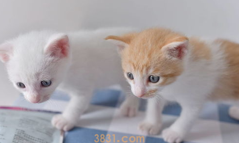 猫咪挠人怎么办?猫咪挠人是什么意思?(图1)