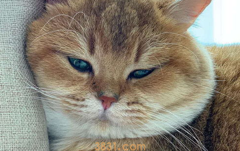 猫咪挠人怎么办?猫咪挠人是什么意思?(图2)