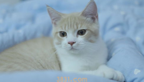 猫咪尿床上怎么办?猫猫尿床上?(图1)