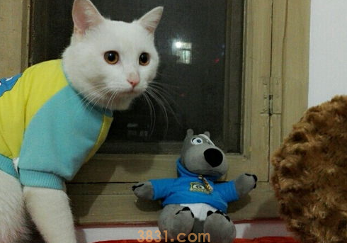 猫咪尿床上怎么办?猫猫尿床上?(图2)