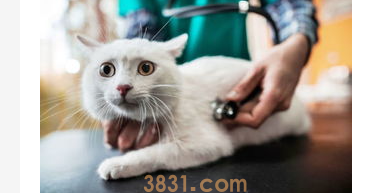 猫咪上火了怎么办?猫咪上火吃什么降火最快?(图1)