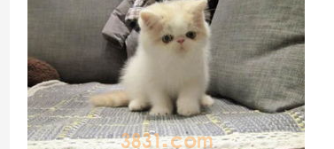 猫咪上火了怎么办?猫咪上火吃什么降火最快?(图2)