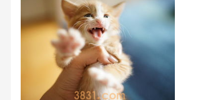 猫咪吃猫砂怎么办?猫吃猫砂咋办?(图1)