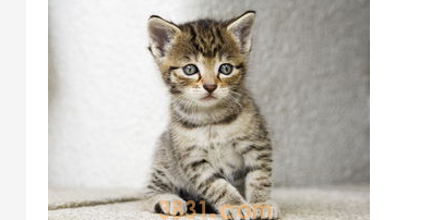 猫咪吃猫砂怎么办?猫吃猫砂咋办?(图2)