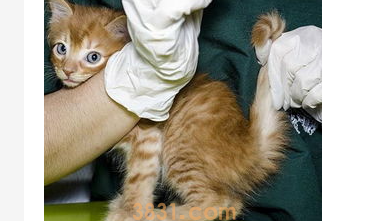 猫咪流鼻涕怎么办?猫咪一直流鼻涕是什么原因?(图1)