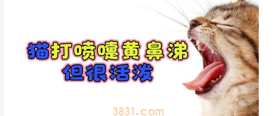 猫咪流鼻涕怎么办?猫咪一直流鼻涕是什么原因?(图2)