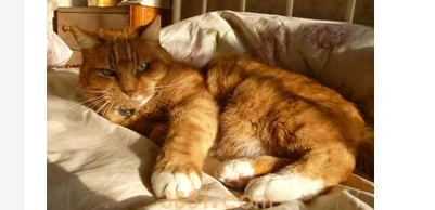 猫咪拉屎臭怎么办?猫咪到处拉屎怎么办?(图2)