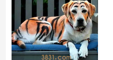 艳丽多彩诚漂亮 狗狗染毛需谨慎!(图1)