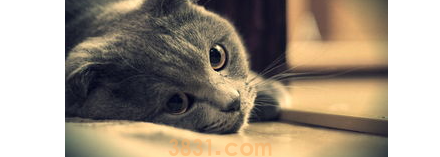 猫咪发烧了怎么办?猫咪发烧了怎么办啊?(图1)