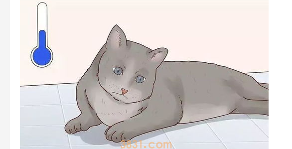 猫咪发烧了怎么办?猫咪发烧了怎么办啊?(图2)