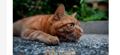 猫咪不拉屎怎么办?两个月猫咪不拉屎怎么办?(图1)