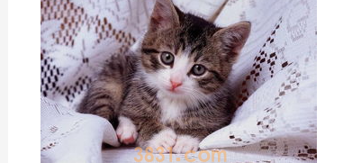 猫咪不拉屎怎么办?两个月猫咪不拉屎怎么办?(图2)