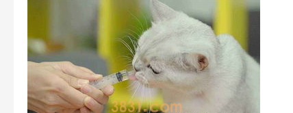 猫咪肠胃炎怎么办?猫咪肠胃炎吃什么药好得快?(图2)