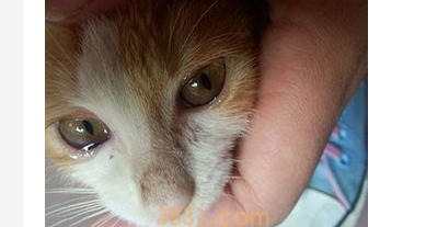 猫咪流眼泪怎么办?猫咪一个眼睛流眼泪怎么办?(图2)
