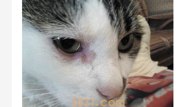 猫咪流眼泪怎么办?猫咪一个眼睛流眼泪怎么办?(图1)